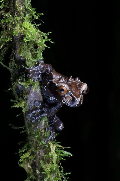 Spiny-headed Tree Frog