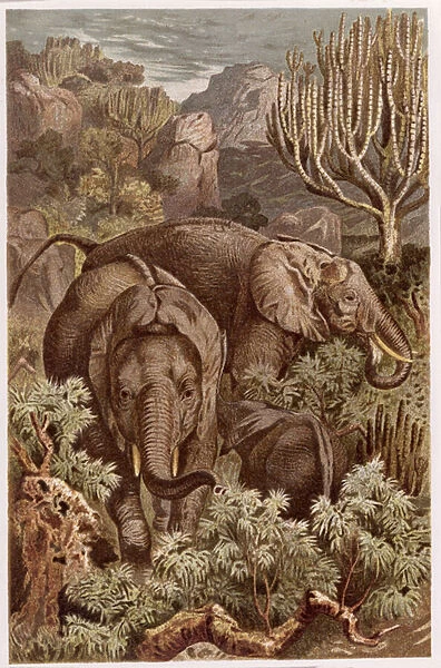 African Elephant, plate from 'Brehms Tierleben: Allgemeine Kunde des Tierreichs'