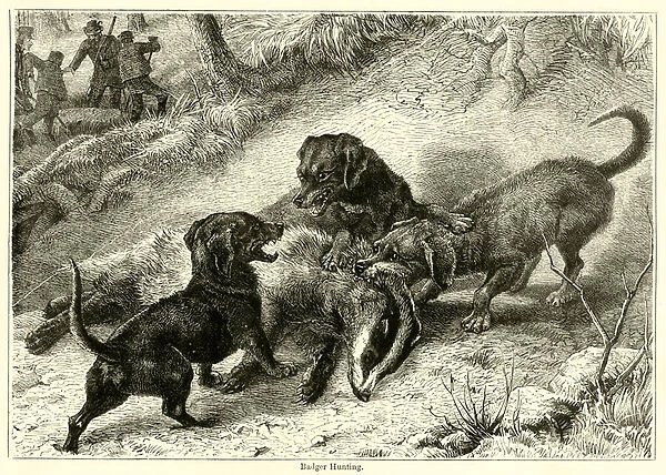 Badger Hunting (engraving)