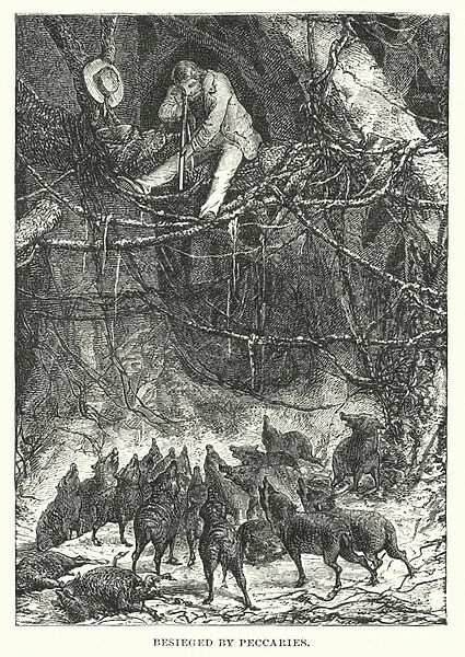 Besieged by Peccaries (engraving)