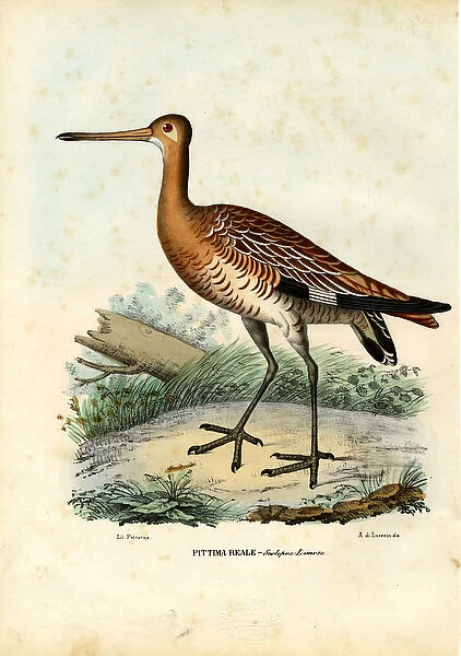 Black-Tailed Godwit, 1863-79 (colour litho)