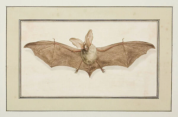 Brown Long-eared Bat, c. 1755-65 (w / c on paper)