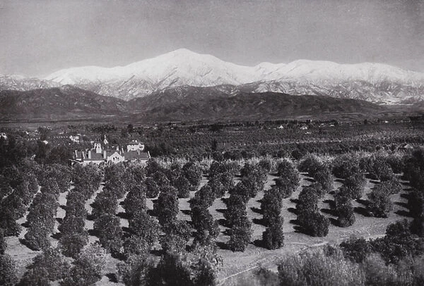 California: Redlands, from Smiley Heights, sunshine, orange groves, and snowy peaks (b  /  w photo)