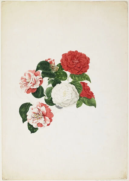 Common Camellias (Camellia japonica) (w / c & graphite on paper)