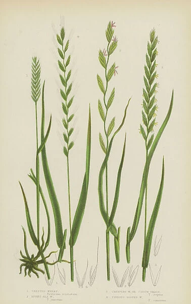Crested Wheat, Rushy Sea Wheat, Creeping Wheat, or Couch Grass, Fibrous Rooted Wheat (colour litho)