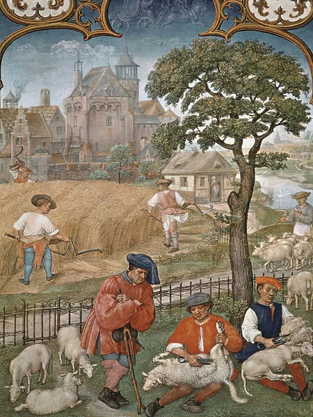 Fol. 7v The Month of July: Harvest and Sheep Shearing, from the