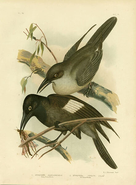 Grey Crow-Shrike, 1891 (colour litho)