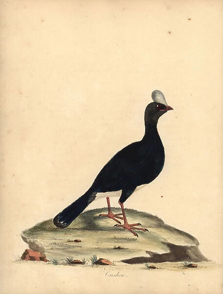 Horned currasow, Pauxi unicornis. Endangered. (Cushew, Crax pauxi). Handcoloured copperplate engraving of an illustration by William Hayes from Portraits of Rare and Curious Birds from the Menagery of Osterly Park (London: Bulmer, 1794)