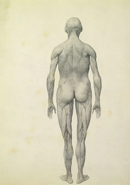 The Human Figure, anterior view, from the series A Comparative Anatomical Exposition