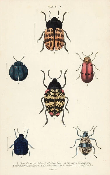 Leaf beetles: Cyrtonota sexpustulata 1, Lachnaia hirta 2, Chlamys monstrosa 3, Doryphora tessellata 4, Erotylus histrio 5 and Spheniscus erotyloides 6
