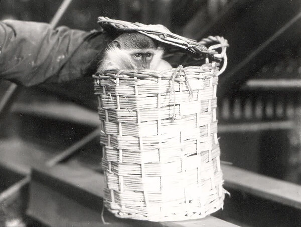 A monkey in a hamper at ZSL London Zoo, December 1922 (b  /  w photo)