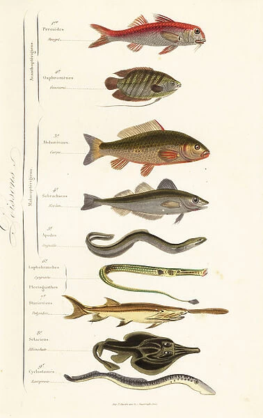 Orders of fish
