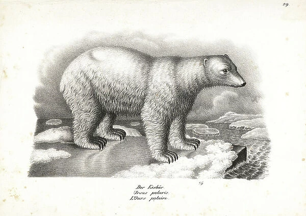 Polar bear, Ursus maritimus (Ursus polaris) on an ice flow. Vulnerable. Lithograph by Karl Joseph Brodtmann from Heinrich Rudolf Schinz's Illustrated Natural History of Men and Animals, 1836