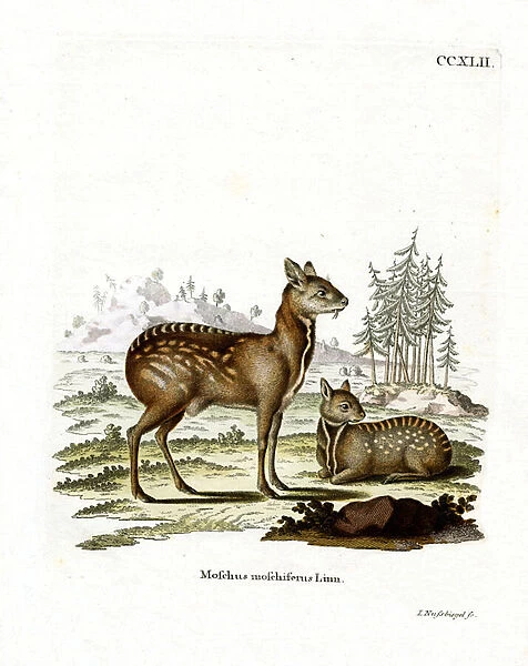 Siberian Musk Deer (coloured engraving)