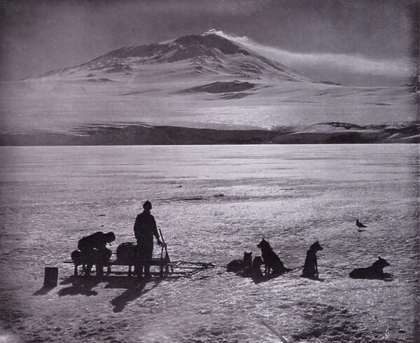 Sledge and dogs, with Mount Erebus in background (b  /  w photo)