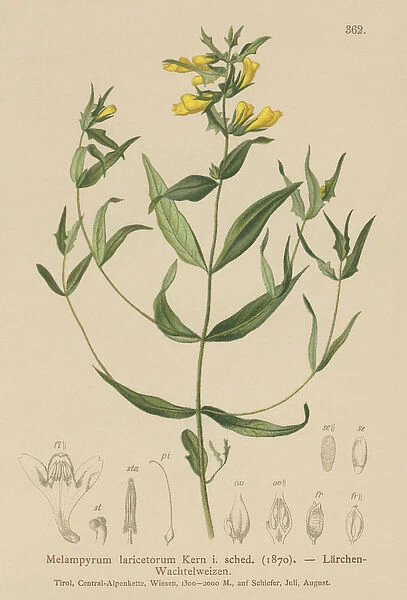 Small Cow-wheat (Melampyrum laricetorum, Melampyrum carpathicum