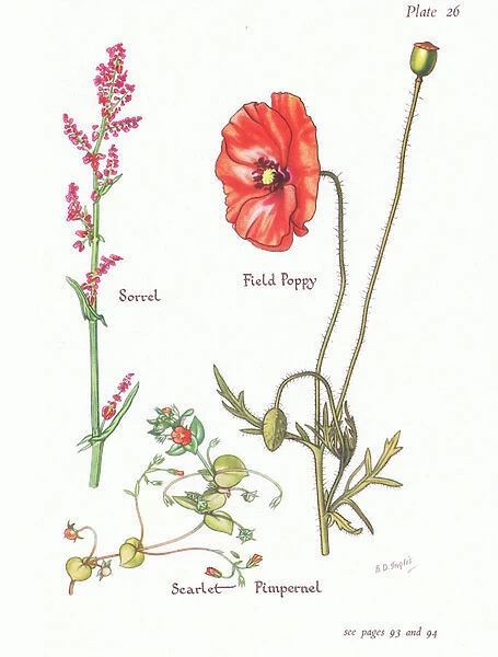 Sorrel, Scarlet Pimpernel, Field Poppy, 1951 (colour litho)