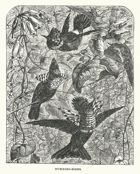 South America: Humming-birds (engraving)
