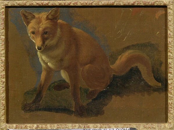 Study of a Fox (oil on panel)
