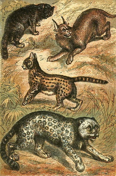 Wild Cat, Serval, Ounce and Caracal