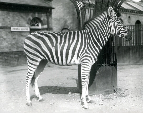 A Zebra stands in the paddock outside the Zebra House at London Zoo in 1925 (b  /  w photo)