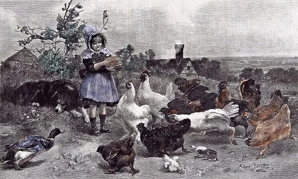 1891, a. w. strutt, asleep, branch, broad scenery, bush, poultry, chicken, chicks