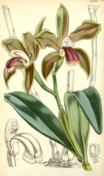 19th century botanical colour print. Botanical illustration