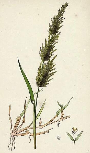 19th century, nineteenth century, botanical, biology, nature, Agrostis alba, Marsh Bent-grass