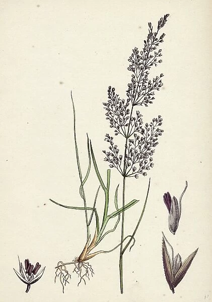 19th century, nineteenth century, botanical, biology, nature, Agrostis canina, Brown Bent-grass