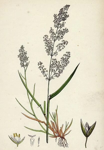 19th century, nineteenth century, botanical, biology, nature, Agrostis alba, Marsh Bent-grass