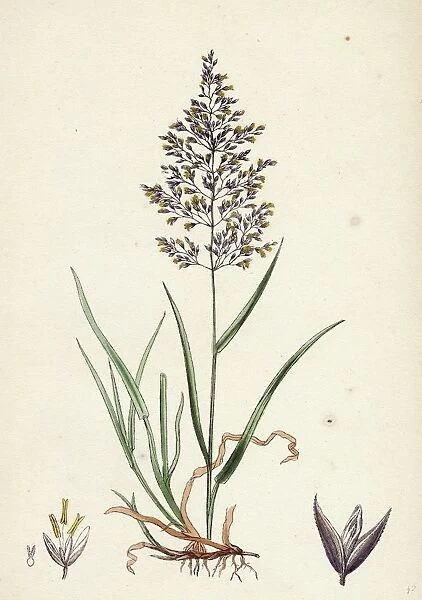 19th century, nineteenth century, botanical, biology, nature, Agrostis vulgaris, Common Bent-grass