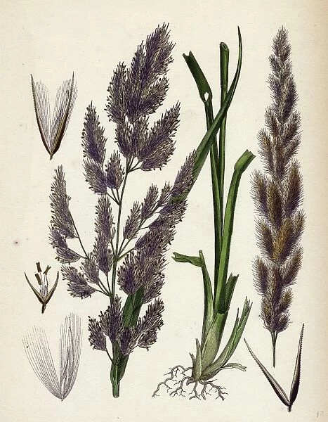 19th century, nineteenth century, botanical, biology, nature, Calamagrostis Epigejos