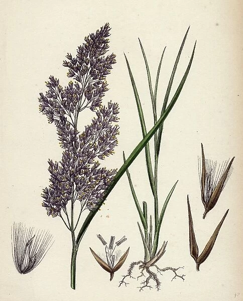 19th century, nineteenth century, botanical, biology, nature, Calamagrostis lanceolata