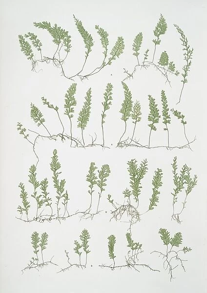 A. Hymenophyllum tunbridgense. B. H. unilaterale. The tunbridge film fern, Bradbury
