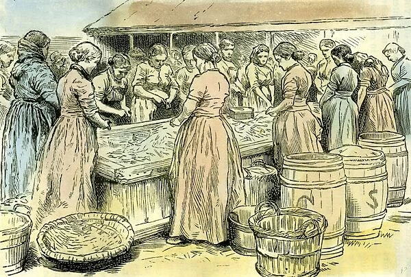 Aberdeen, UK, Herring cleaners at work, 1885