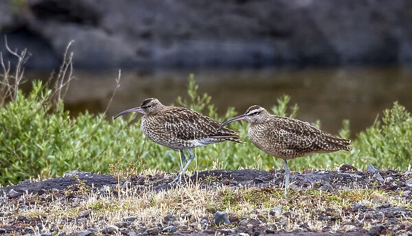 Adult Hudsonian Whimbrel sitting with an Eurasian Whimbrel in the quarry of Cabo da Praia, Terceira, Azores July 2012