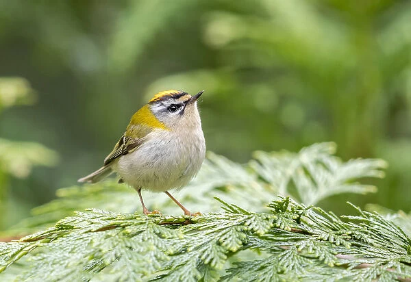 Adult Male Firecrest perched on a branch in Brussels, Belgium April 2017
