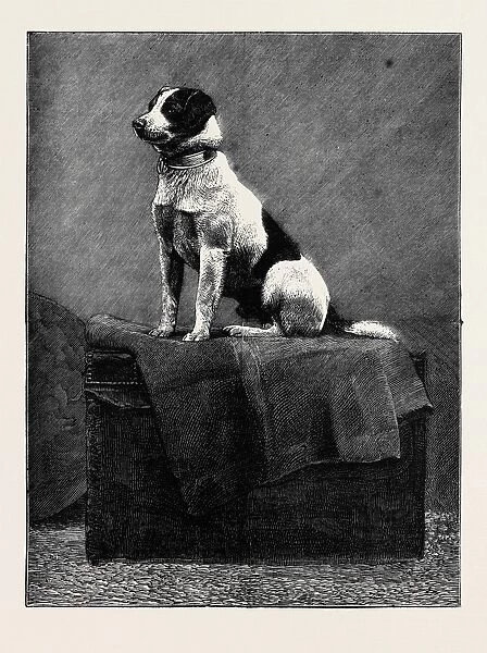 An Adventurous Dog: railway Jack (Recently Run over and Wounded at Norwood