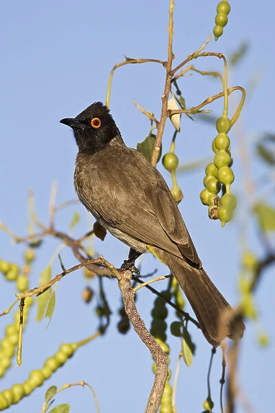African Red-eyed Bulbul perched in acacia Etosha NP Namibia, Pycnonotus nigricans