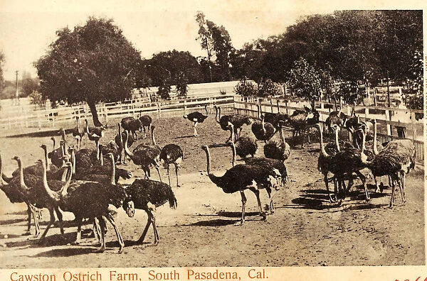 Agriculture California Ostrich farming United States