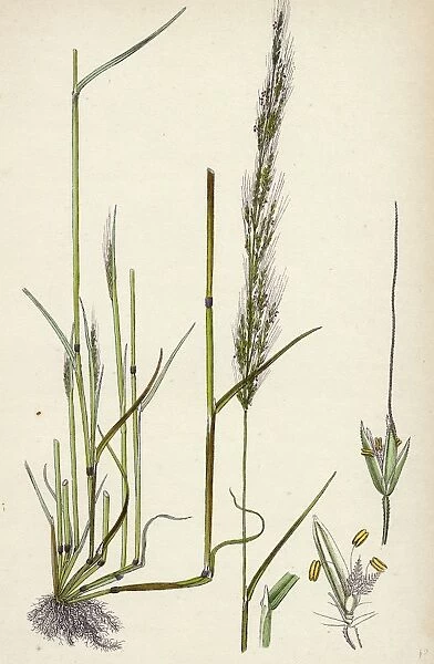 Agrostis interrupta; Dense-flowered Silky Bent-grass