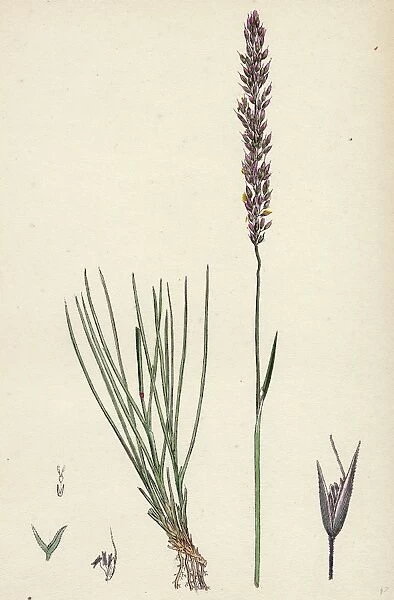 Agrostis setacea; Bristle-leaved Bent-grass