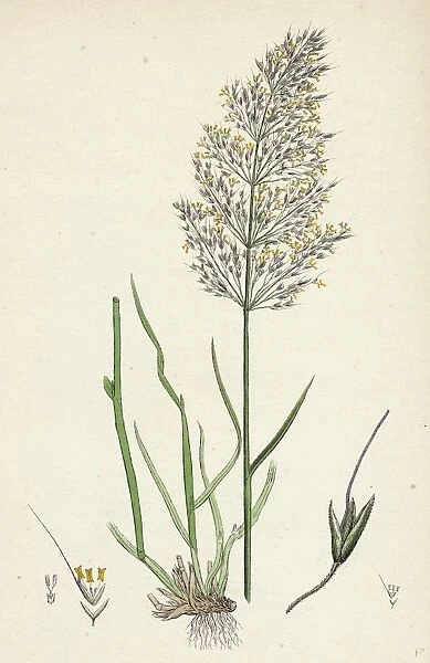 Agrostis Spica-venti; Spreading Silky Bent-grass