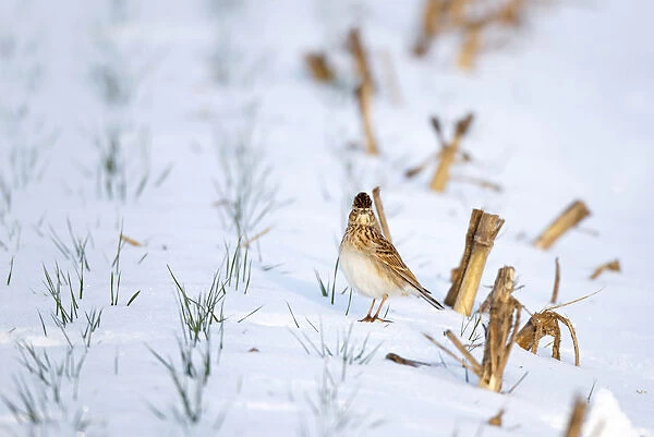 Alauda arvensis, Wintering Eurasian Skylark foraging in snow covered field, acre, Netherlands