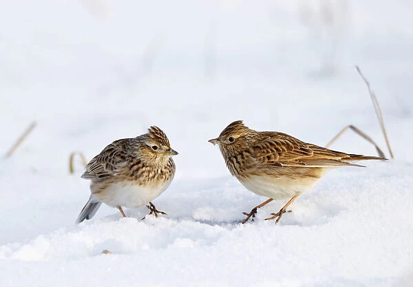Alauda arvensis, Two Wintering Eurasian Skylarks foraging in snow covered field, acre, Netherlands