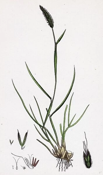 Alopecurus bulbosus; Tuberous Fox-tail-grass