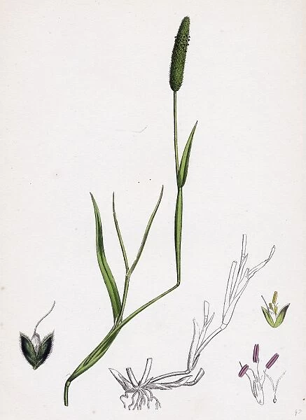 Alopecurus eu-geniculatus; Bent-stemmed Fox-tail-grass