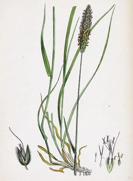 Alopecurus pratensis; Meadow Fox-tail-grass