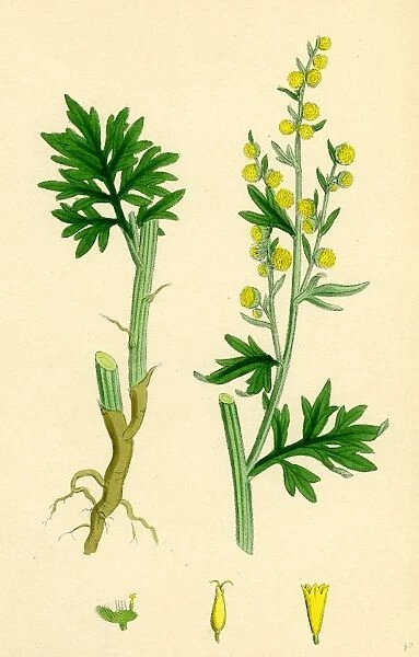 Artemisia Absinthium; Common Wormwood
