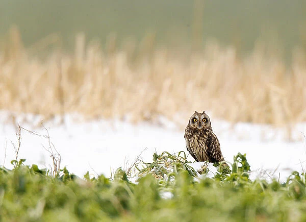 Asio flammeus, Wintering Short-eared Owl standing on snow covered arable land, acre, Netherlands